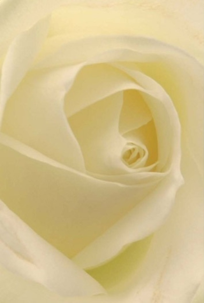 Gazing closely at this elegant white rose, you can almost feel the tranquillity that graces the leafy lanes of Finchley on a still afternoon. Each petal melds from white to gentle cream, layering with seamless precision to create a bloom that glows as if lit from within by the soft daylight of Victoria Park. The spiral core is nearly perfect, a subtle nod to purity and perseverance-a fitting symbol for declarations of love, peaceful apologies, or refined wedding centrepieces for local venues. Gentle shadows nestle into the folds, amplifying depth and highlighting the skilled touch behind the arrangement. For a florist in Finchley, this rose offers a canvas rich in nuance-its silk-like petals, creamy aroma, and serene poise combine to honour both solemn and joyful occasions. The lingering, comforting scent and natural beauty blend into a visual and sensory tribute, echoing the understated elegance Finchley is known for. Striking in its restraint, this bloom stands quietly at the centre of every memorable event, faithfully delivered by hands attuned to the needs of the local community.